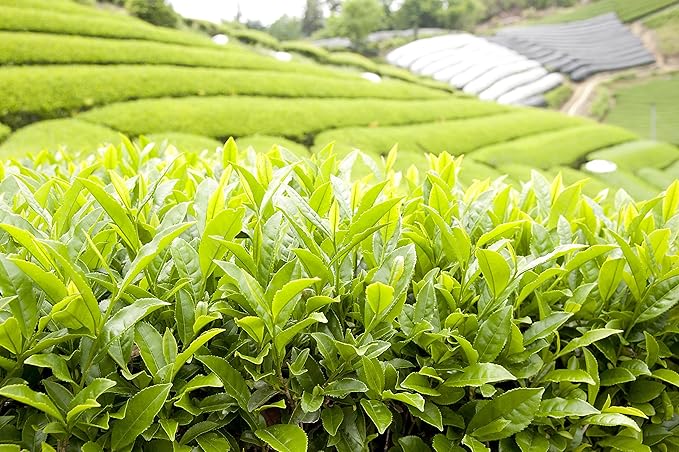 Katsutaro Hotta Key, Taste of the Ancient Capital, Sencha Tea Bags, 16Pieces | Pack Of 1 | Made In Japan