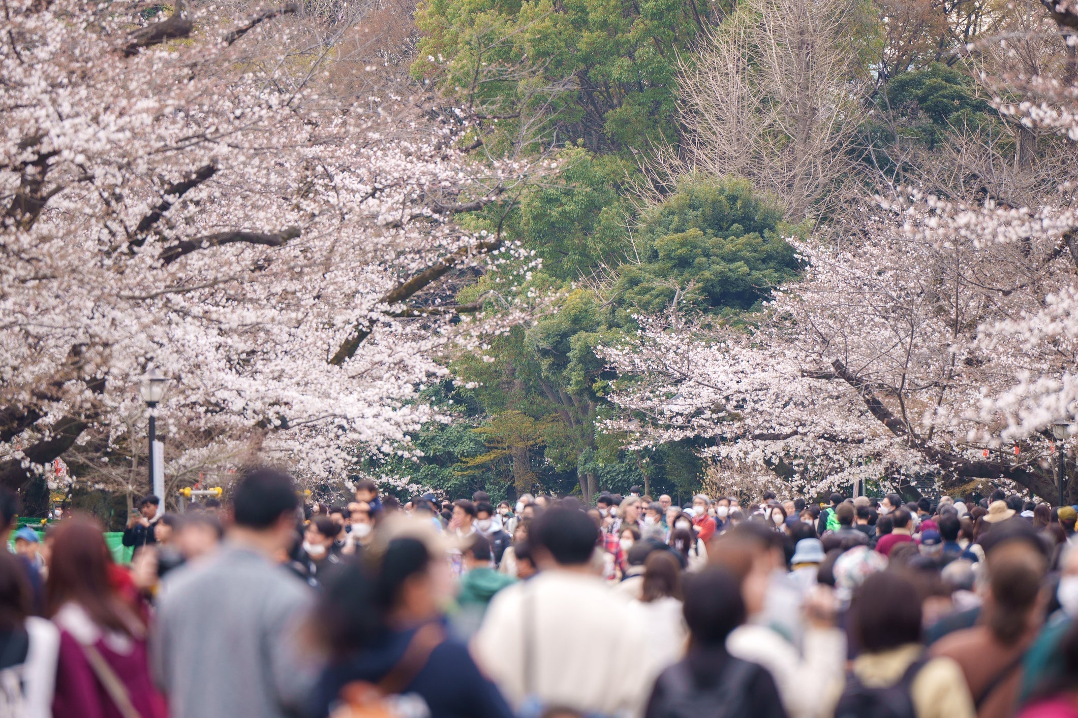 🌸 Ultimate Guide to Cherry Blossom (Sakura) Viewing in Japan — Tokyo & Beyond