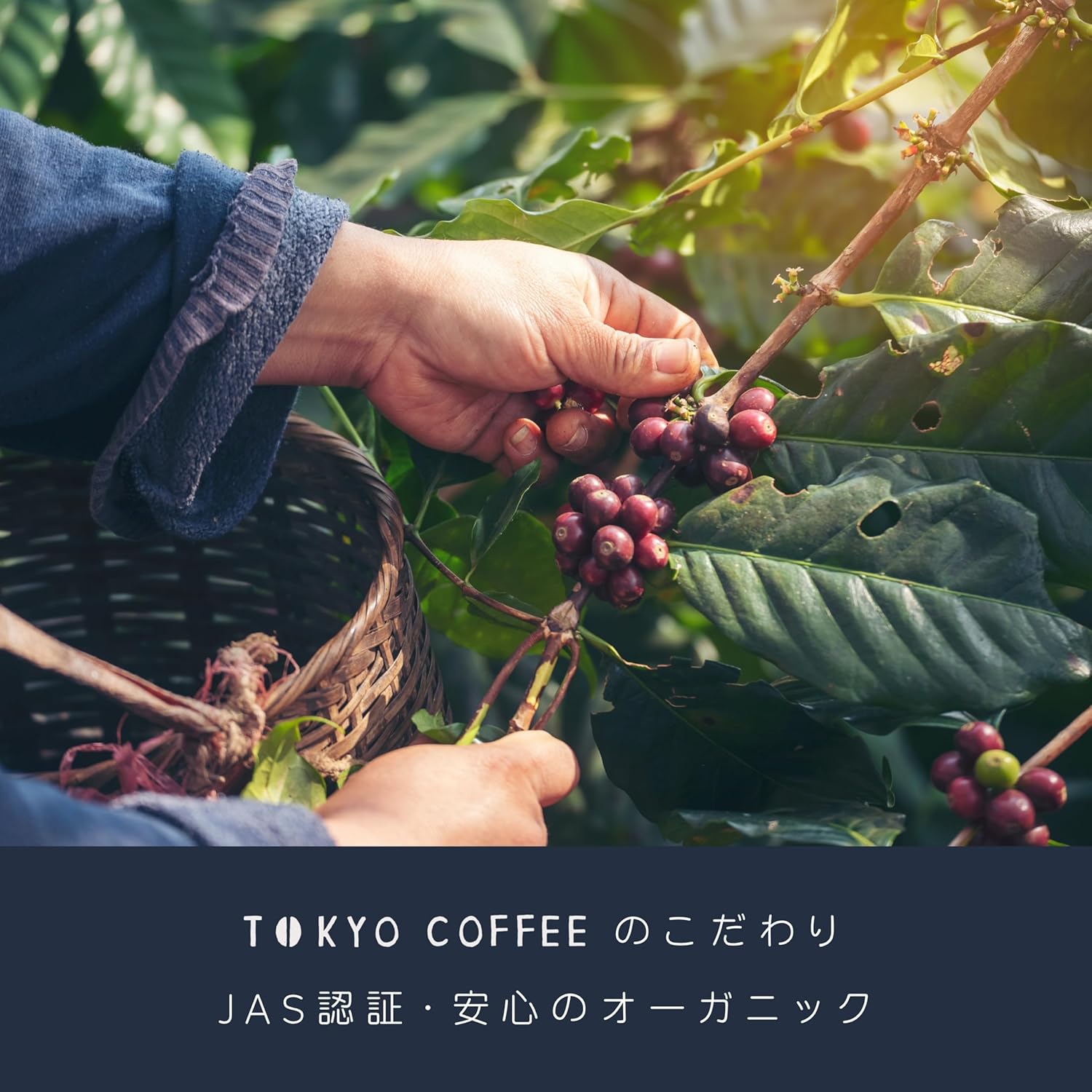 TOKYO COFFEE East Timor Organic Coffee Beans – Medium Shallow Roast, JAS Certified (1 kg)